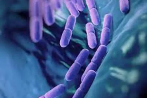 Probiotics