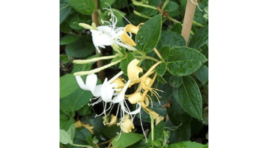 Evergreen Honeysuckle Lonicera Halliana 